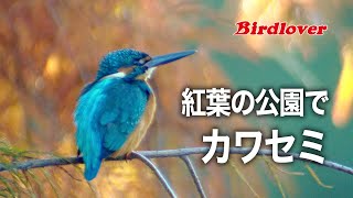 紅葉の公園でカワセミに遭遇 / kingfisher