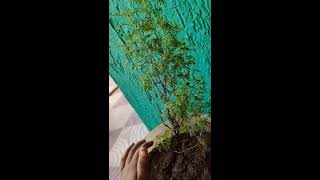 HHow to grow davanam plant very easily and very carefully//gardening rocks//terrae garden//subscribe