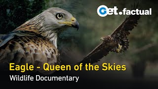 Eagle - Queen of the Skies | Wildlife Documentary
