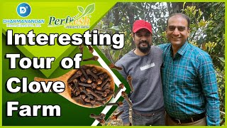 How to Get Best Clove Quality | Interesting tour of Inside Of Cloves Farm | Best Indian Cloves