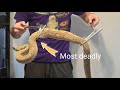 I bought the most dangerous snake on the planet