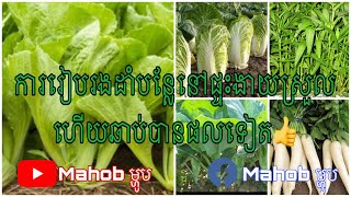 ការរៀបចំរងដាំបន្លែលក្ខណះគ្រួសារ ងាយស្រួលហើយឆាប់បានផលទៀត By:Mahob ម្ហូប