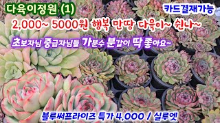 다육이정원(1) 예쁜 군생들 2,000 ~5,000원 행복 만땅! #블루써프라이즈 특가 4,000 초보자님 중급자님 집중요~