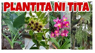 PLANTITA NI TETA |GAMITIN ANG MSG/VITSEN PARA MAMULAKLAK ANG MGA HALAMAN #plantitoatplantita