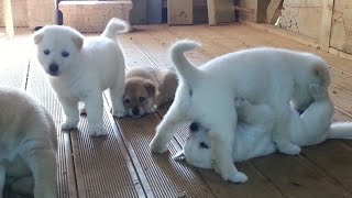 [17] 진돗개 금동이 새끼 강아지의 귀여운 3:3 집단 패싸움 놀이 / Six baby dogs's adorable gang fight