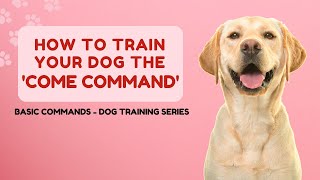 Mastering Recall: Teach Your Dog the Perfect Come Command! | Basic Commands #2 - Dog Training Series