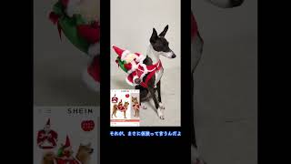 SHEINで犬のクリスマス衣装買ってみた！#shorts #shein