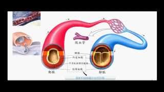 國一生物_血管的比較_動脈_靜脈_微血管【莫斯利國中自然科學】【國中生物】