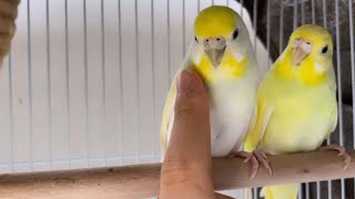 1週間ぶりにインコに触れ合う瞬間 bedgie