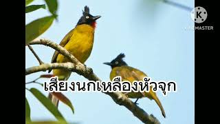 เสียงนกปรอดเหลืองหัวจุก