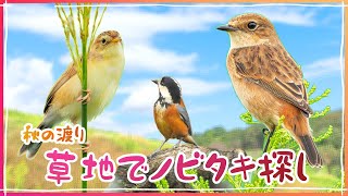 秋の草原 自然公園でノビタキ！《野鳥撮影vlog》｜ノビタキ、セッカ、ヤマガラ、モズ、メジロ