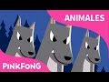 Animales Nocturnos | Animales | Pinkfong Canciones Infantiles