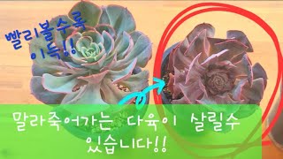 다육이 말라죽어가는 아이 살리는 방법?!!! 다육식물 죽이지말고 치료하세요. SucculentGarde, 다육이, 多肉植物, Succulents, Echeveria,