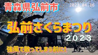 弘前さくらまつり２０２３　なんとか花が残ってるうちに撮影できました！