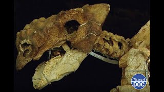 El Gobi y su relación con los dinosaurios: aquí puedes descubrir mucho sobre ellos