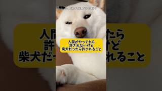 人間だったら許されないけど柴犬だったらかわいいこと　#shorts #柴犬 #犬 #dog