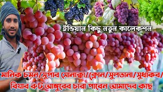 মানিক চমন/সুপার সোনাক্কা/ক্লোন/সুলতানা/সুধাকর/ বিয়ার রুট আঙ্গুরের চারা পাবেন আমাদের কাছ ।