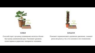 Гибридные мини деревья Экодар домашние фрукты купить