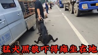 猛犬黑狼被卖狗肉车，血腥味太重，吓得双腿撑地拼命往后退缩