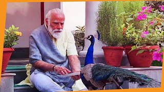 Precious moments: PM Modi feeding peacocks at his residence