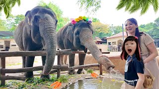 Kasih Makan Gajah, Orang Utan dan Capybara di Kebun Binatang