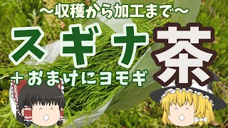 手作りスギナ茶とヨモギ茶のお味は如何に？！　♪目指せ自給自足♪