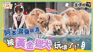 阿本 初登場就濕身？ 被黃金獵犬 玩到哭出來！？【 主子好萌 】 萌寵明星粗乃玩 @haveapetday