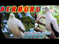 BERBURU PERGAM JUMBO || POHON INI BERBUAH RIBUAN PERGAM ADA DISINI