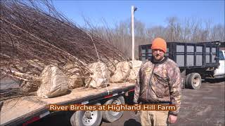 About Birch trees at Highland Hill farm Near Doylestown Pa 18923