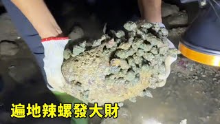 天氣越冷魚貨越貴，小漁凌晨無人島趕海，礁石上長滿值钱辣螺，爆桶的感覺太刺激【漁小仙】