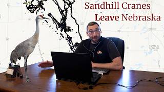 16 Sandhill Cranes Leave Nebraska