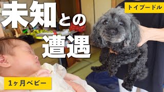 【1ヶ月検診Vlog】赤ちゃんと愛犬が初対面！すると…