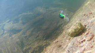 SOTELO Strider Crank swimming action #1