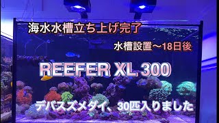 水槽立ち上げ完了　【アクアリウム】【REEFER・XL300】【水槽立ち上げ】新規水槽　　デバスズメダイ(海水魚)飼育　　【海水魚.LPSサンゴ水槽】