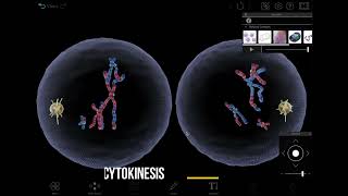 Visible Biology | Visualizing Meiosis in 3D