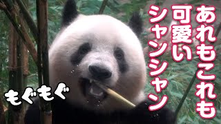 2022/5/17  今日のシャンシャン　モグモグものけぞりも、竹を探す背中も全部可愛い♡　Giant Panda Xiang Xiang