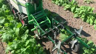 Oz Robot 3: Between row cultivation in 3 week old turnips