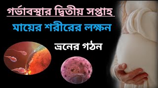 দ্বিতীয় সপ্তাহে গর্ভাবস্থার লক্ষন||দ্বিতীয় সপ্তাহে ভ্রূনের গঠন||দ্বিতীয় সপ্তাহে মায়েদের লক্ষন