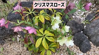 3月 クリスマスローズ編 #140 庭の花木と家庭菜園2022年3月21日