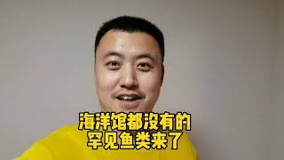 海洋馆都没有的罕见鱼类来了