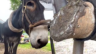 The festering donkey hoof stinks to faint!Trimming donkey hooves with a sickle...