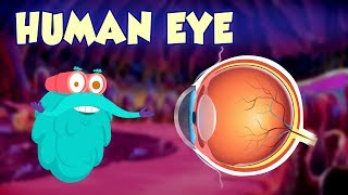Human Eye - The Dr. Binocs Show | Best Learning s For Kids | Peekaboo Kidz
