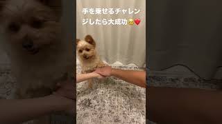 今流行りの手を乗せるチャレンジしたら大成功した！#shorts #dog #犬 #ポメプー #ポメラニアン#プードル #癒し