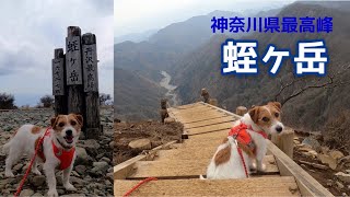 【犬と登山】ジャックラッセルテリアと蛭ヶ岳/ hike with dog in Japan Jack Russell Terrier