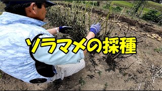 210722 ソラマメの自家採種