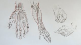 How to Draw Hands - Anatomy Master Class for figurative artists