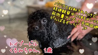 トイプードルのくるみちゃん、パテラと診断され整体を受けてみた！