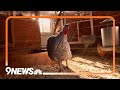 CDC confirms 4 cases of avian flu in Colorado