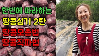 [도시농부]땅콩 밭에 심는법 땅콩직파법 땅콩모종법