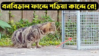 Fishing Cat । Civet Cat । Bon Biral । Katas Animal । Village And Animal Life.